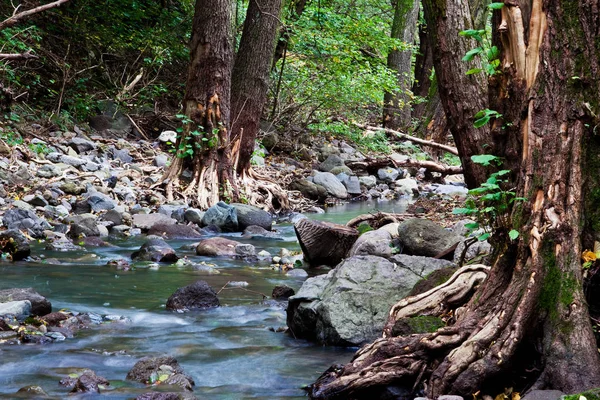 Горная Река Зеленом Лесу — стоковое фото