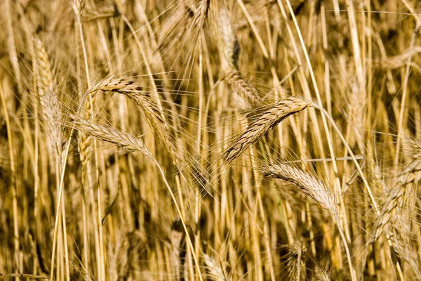 Naturskön Utsikt Över Landsbygden Selektivt Fokus — Stockfoto