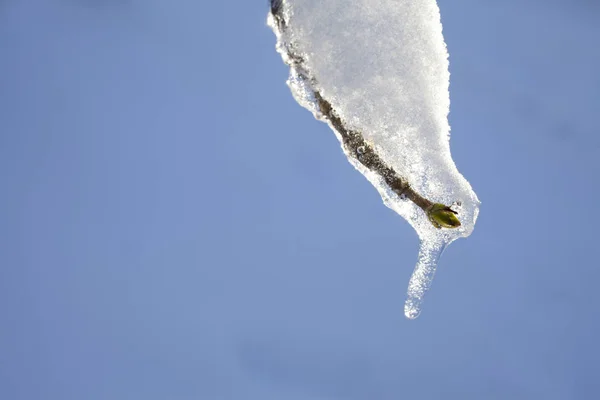 Ветвь Капельками Воды Зимой — стоковое фото