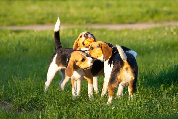 Retrato Lindo Adorable Perro Beagle —  Fotos de Stock