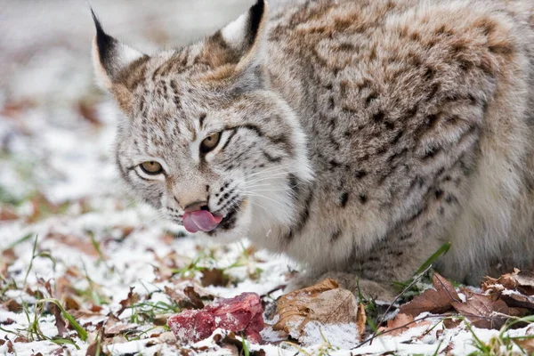 Lynx Wild Dier Natuur Grote Kat — Stockfoto