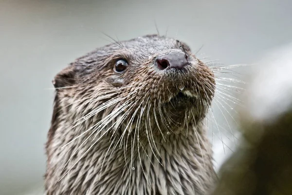 otter, aquatic animal, nature fauna