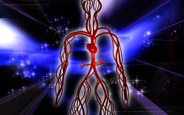 Vascular System Human Organs — Stock Photo, Image