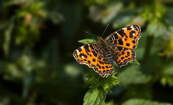 Primer Plano Error Naturaleza Salvaje — Foto de Stock