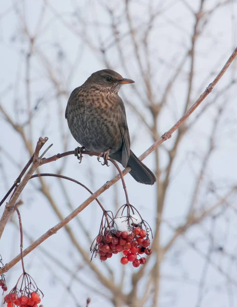 Koltrast Fågelskådning Naturen — Stockfoto