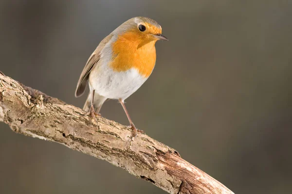 Vista Panorámica Hermoso Pájaro Petirrojo Naturaleza —  Fotos de Stock