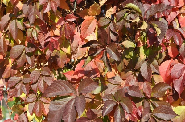 Prachtig Kleurrijk Herfstblad — Stockfoto