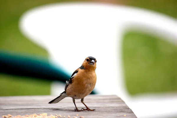 テーブルの上の小さな鳥 — ストック写真