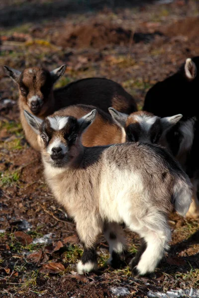 Strzał Świeżym Powietrzu Cute Psów — Zdjęcie stockowe