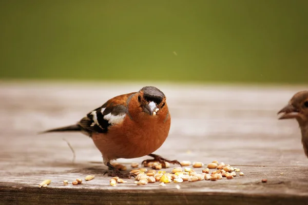 Uma Pequena Alimentação Aves — Fotografia de Stock