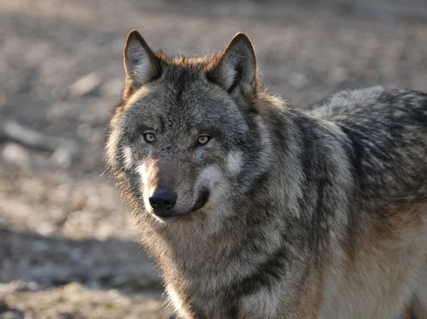 Vista Panorámica Del Lobo Salvaje Naturaleza — Foto de Stock