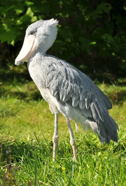 Aves Silvestres Fauna Natural Cigüeña — Foto de Stock