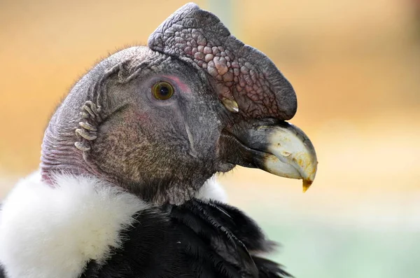 Vista Hermoso Pájaro Naturaleza — Foto de Stock