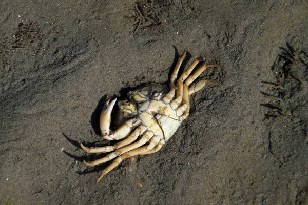 Tote Sandkrabbe Nordsjön — Stockfoto