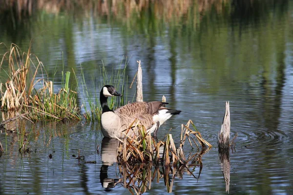 Aussichtsreiche Aussicht Auf Gänsevögel Der Natur — Stockfoto