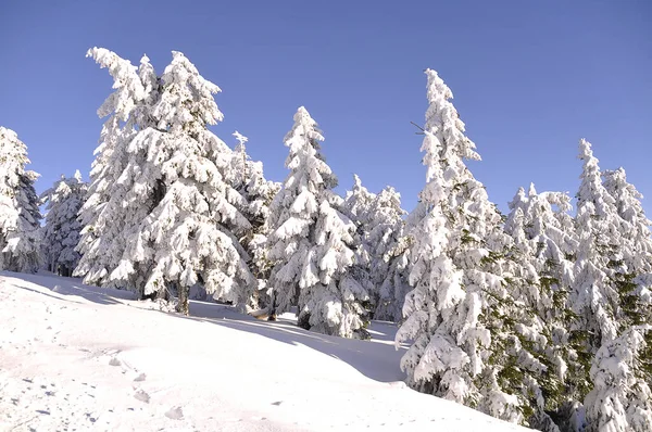 Foresta Invernale Con Alberi Paesaggio Legno Innevato — Foto Stock