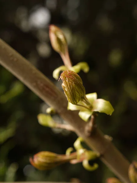 Maple Acer Jeunes Pousses — Photo