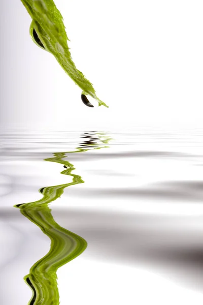 Зеленый Лист Каплей Воды — стоковое фото