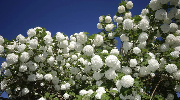 Piękne Botaniczne Ujęcie Naturalna Tapeta — Zdjęcie stockowe