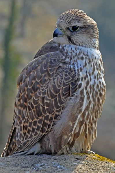 Aussichtsreicher Blick Auf Den Schönen Falken Der Natur — Stockfoto