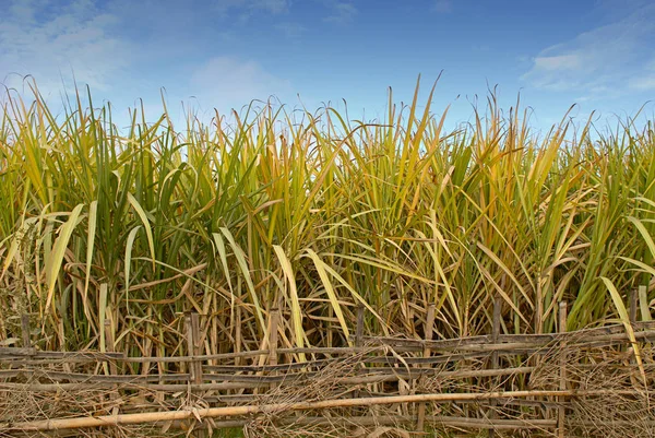 Landschappelijke Visie Landbouw Het Platteland — Stockfoto