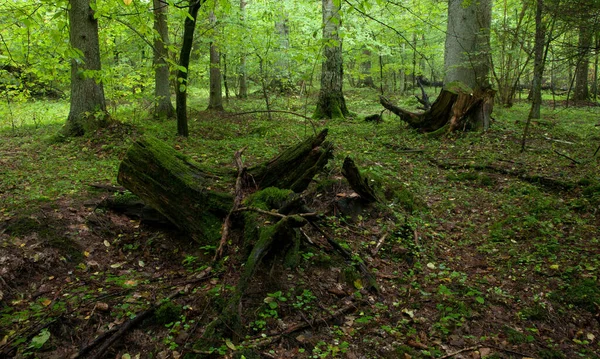 Částečně Odmítnuté Pahýly Smrky Pozadí — Stock fotografie