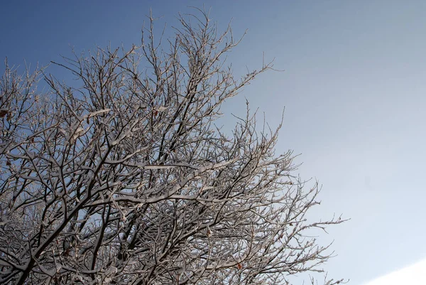 Árboles Invierno Estación Fría — Foto de Stock