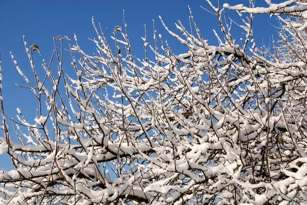 Alberi Inverno Stagione Fredda — Foto Stock