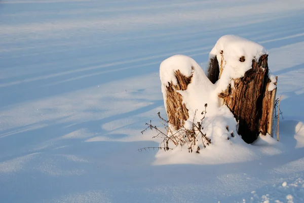 Baumstumpf Schnee — Stockfoto