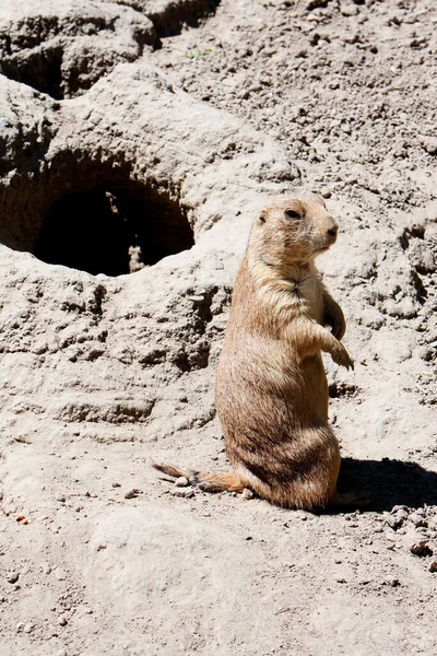 Chien Prairie Animaux Sauvages Genre Cynomys Hamster — Photo