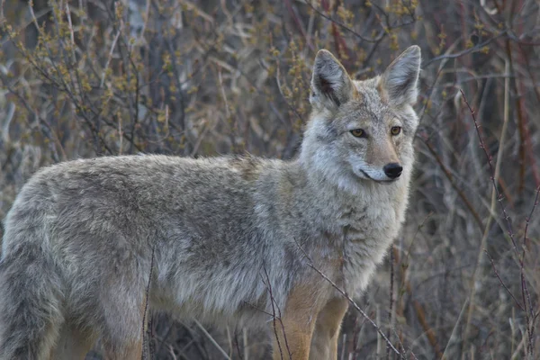 Coyote Nella Neve — Foto Stock