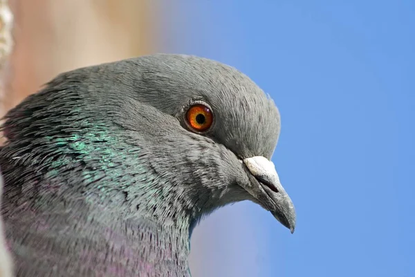 Scenic View Pigeon Birds — Stock Photo, Image