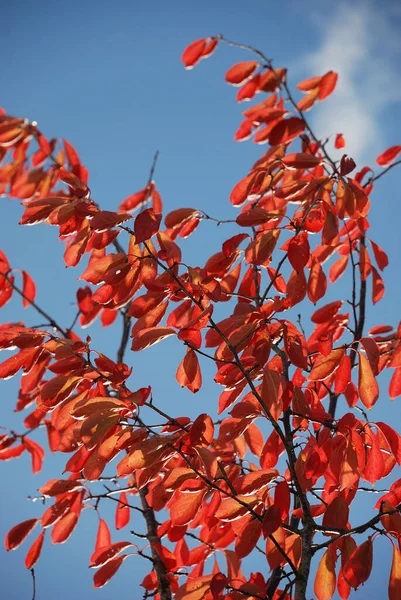 Árbol Colores Otoñales — Foto de Stock