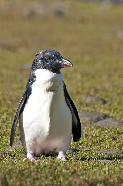 Vista Panorâmica Pássaros Pinguins Bonitos Natureza — Fotografia de Stock