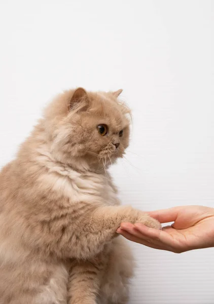 Γάτα Έκανε Χειραψία Ανθρώπους — Φωτογραφία Αρχείου