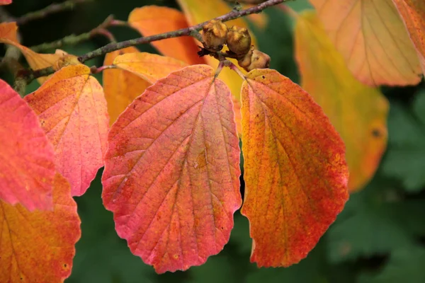 Feuilles Automne Sur Les Branches Des Arbres Flore Saison Automne — Photo