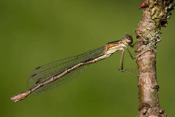 蜻蜓昆虫 有翅膀的小昆虫 — 图库照片