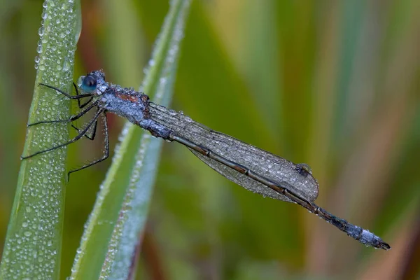 Lestes Sponsa Avec Rosée — Photo