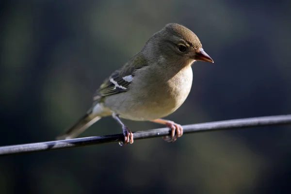 Malebný Pohled Krásné Roztomilé Pěnkava Ptáka — Stock fotografie