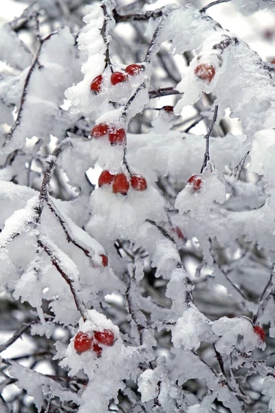 Прыжок Ледяной Горки — стоковое фото