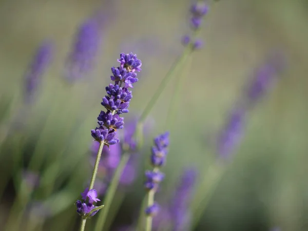 Aromatické Fialové Květy Fialová Levandule — Stock fotografie