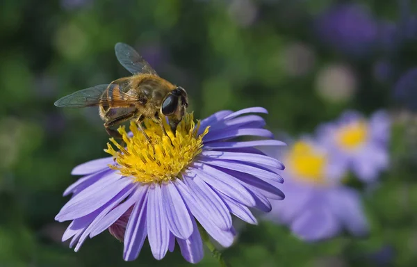 Bellissimi Fiori Sfondo Concetto Floreale — Foto Stock