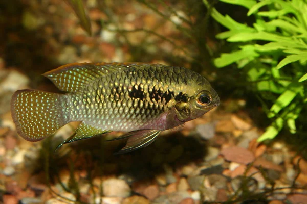 Red Cichlid Bass Laetacara Dorsigera — Foto de Stock