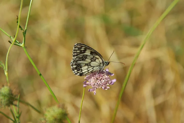 Papillon Sur Fleur Insecte Papillon Dans Nature Flore Faune — Photo