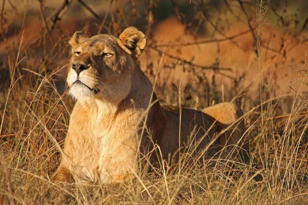 Lejoninna Vid Krugerpark Sydafrika — Stockfoto