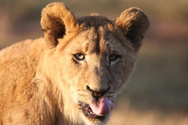 Lioness Krugerpark South Africa — Stock Photo, Image