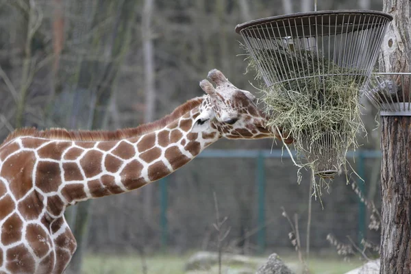 Bruine Giraffe Dieren Het Wild Flora Fauna Natuur — Stockfoto