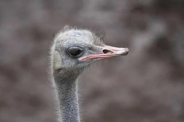 Ostrich Head Closeup — Stock Photo, Image