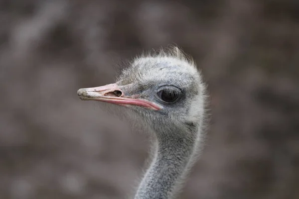 Strutshuvud Närbild — Stockfoto