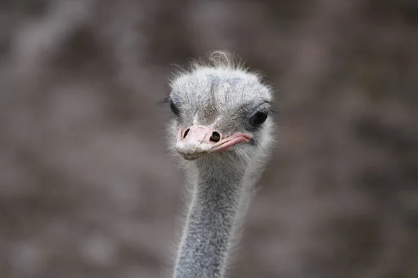 Ostrich Head Closeup — Stock Photo, Image